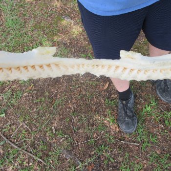 Authentic Blacktip Shark Jaw (Carcharhinus limbatus) 17" x 13"  $375 (Signature Required)