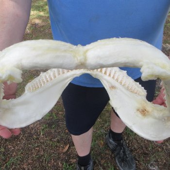 Authentic Blacktip Shark Jaw (Carcharhinus limbatus) 17" x 13"  $375 (Signature Required)