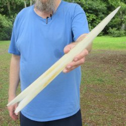 21" Cleaned Unpolished Swordfish Bill 
