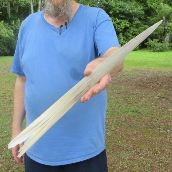 21" Cleaned Unpolished Swordfish Bill 