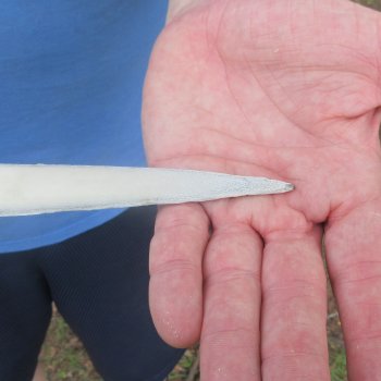 21" Cleaned Unpolished Swordfish Bill 