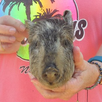 7" to 8" Preserved Georgia Wild Boar / Hog Head