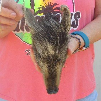 7" to 8" Preserved Georgia Wild Boar / Hog Head