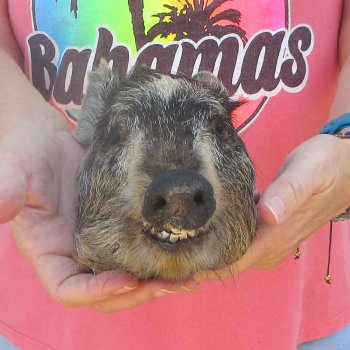 7" to 8" Preserved Georgia Wild Boar / Hog Head