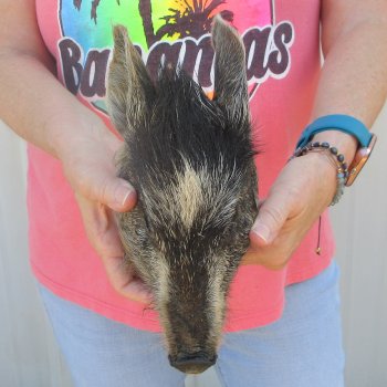 7" to 8" Preserved Georgia Wild Boar / Hog Head