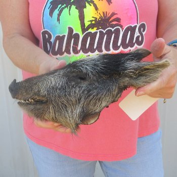 7" to 8" Preserved Georgia Wild Boar / Hog Head