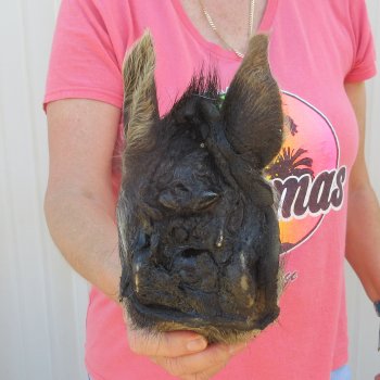 7" to 8" Preserved Georgia Wild Boar / Hog Head