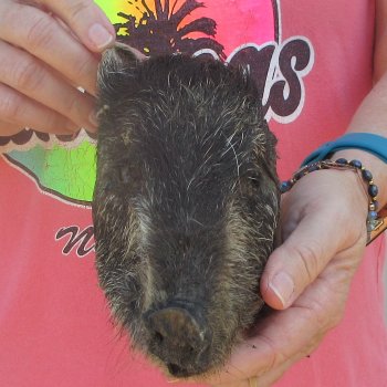 7" to 8" Preserved Georgia Wild Boar / Hog Head