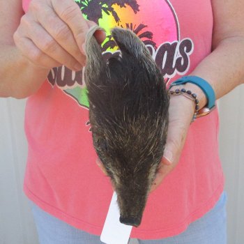 7" to 8" Preserved Georgia Wild Boar / Hog Head