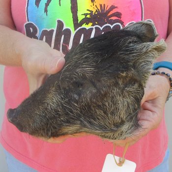 7" to 8" Preserved Georgia Wild Boar / Hog Head