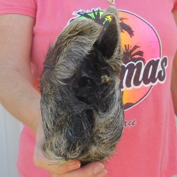 7" to 8" Preserved Georgia Wild Boar / Hog Head