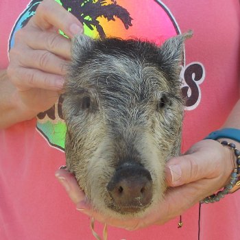 7" to 8" Preserved Georgia Wild Boar / Hog Head