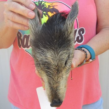 7" to 8" Preserved Georgia Wild Boar / Hog Head