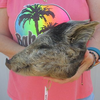 7" to 8" Preserved Georgia Wild Boar / Hog Head