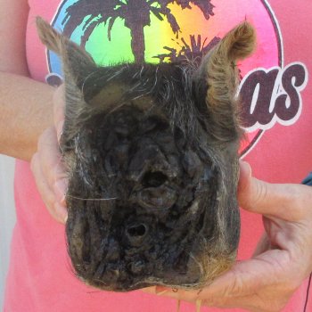 7" to 8" Preserved Georgia Wild Boar / Hog Head