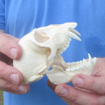 B-Grade 4-1/4" Male African Vervet Monkey Skull (CITES P-000044854)