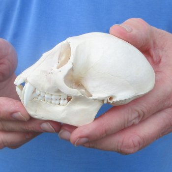 B-Grade 4-1/4" Male African Vervet Monkey Skull (CITES P-000044854)