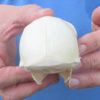 B-Grade 4-1/4" Male African Vervet Monkey Skull (CITES P-000044854)