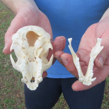 B-Grade 4-1/4" Male African Vervet Monkey Skull (CITES P-000044854)