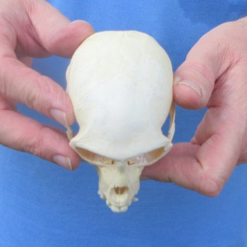 4-1/4" Male African Vervet Monkey Skull  (CITES P-000044854)