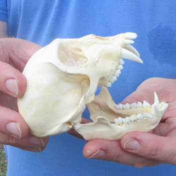 4-1/4" Male African Vervet Monkey Skull  (CITES P-000044854)
