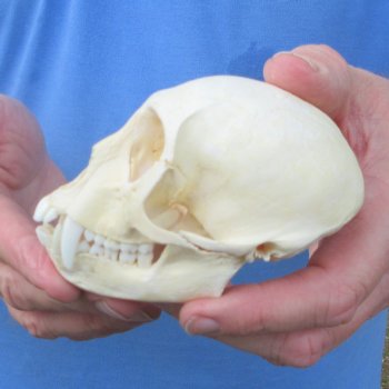 4-1/4" Male African Vervet Monkey Skull  (CITES P-000044854)