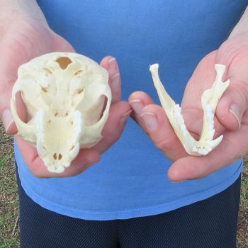 B-Grade 4-1/4" Male African Vervet Monkey Skull (CITES P-000044854)