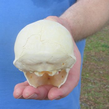 4-1/4" Male African Vervet Monkey Skull  (CITES P-000044854)