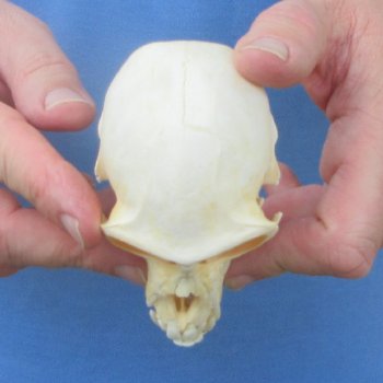 B-Grade 4" Male African Vervet Monkey Skull (CITES P-000044854)