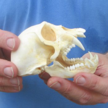 B-Grade 4" Male African Vervet Monkey Skull (CITES P-000044854)