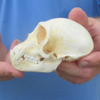 B-Grade 4" Male African Vervet Monkey Skull (CITES P-000044854)