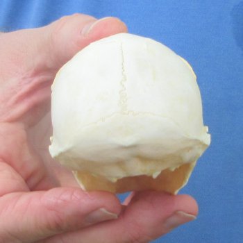 B-Grade 4" Male African Vervet Monkey Skull (CITES P-000044854)