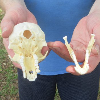 B-Grade 4" Male African Vervet Monkey Skull (CITES P-000044854)
