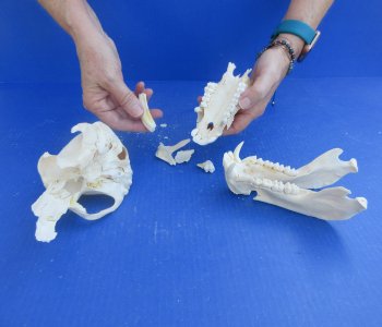 Craft Grade 7" Male Chacma Baboon Skull (CITES# P-000044854) 