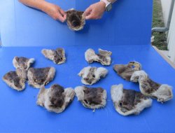 Twelve piece Otter ...