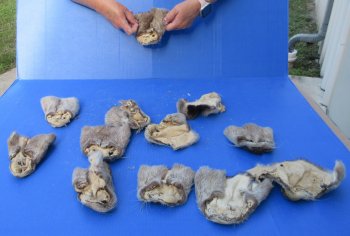 Twelve piece Otter Face Pelts