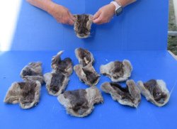 Eleven piece Otter ...