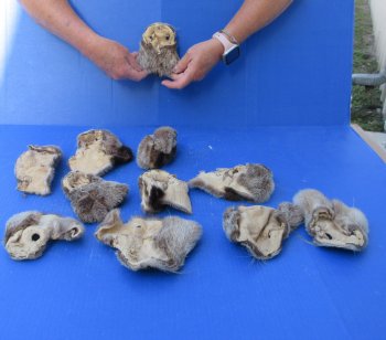 Eleven piece Otter Face Pelts