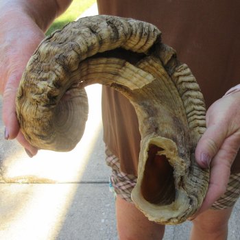  XL B-Grade Sheep Horn 35-1/2"