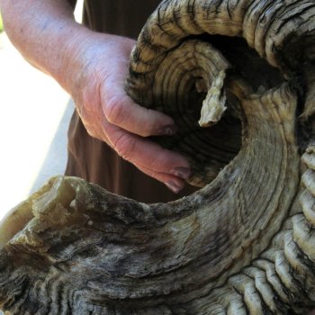  XL B-Grade Sheep Horn 35-1/2"