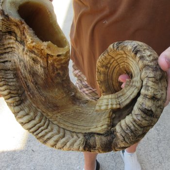  XL B-Grade Sheep Horn 35-1/2"