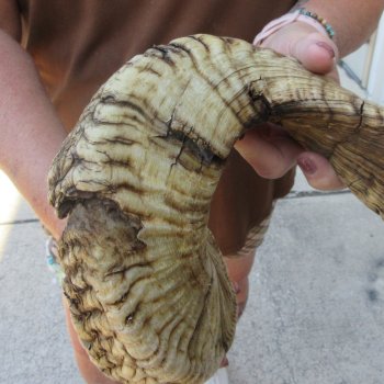  XL B-Grade Sheep Horn 35-1/2"