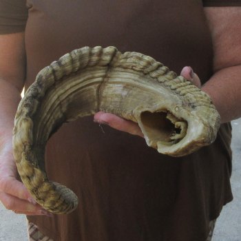  XL B-Grade Sheep Horn 30-1/2"