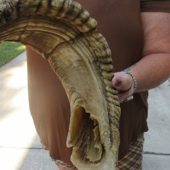  XL B-Grade Sheep Horn 30-1/2"