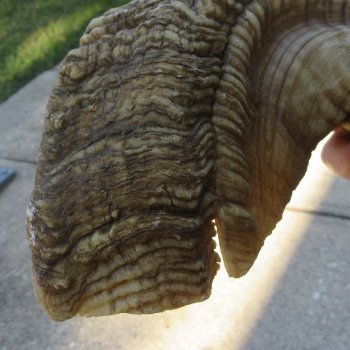  XL B-Grade Sheep Horn 30-1/2"