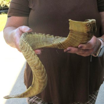  XL B-Grade Sheep Horn 31-3/4"