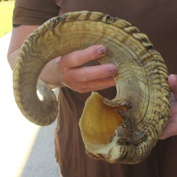  XL B-Grade Sheep Horn 31-3/4"