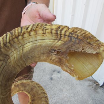  XL B-Grade Sheep Horn 31-3/4"