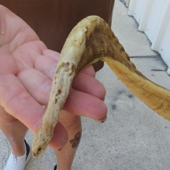  XL B-Grade Sheep Horn 31-3/4"