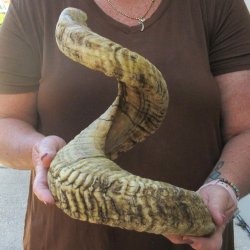 XL B-Grade Sheep Ho...